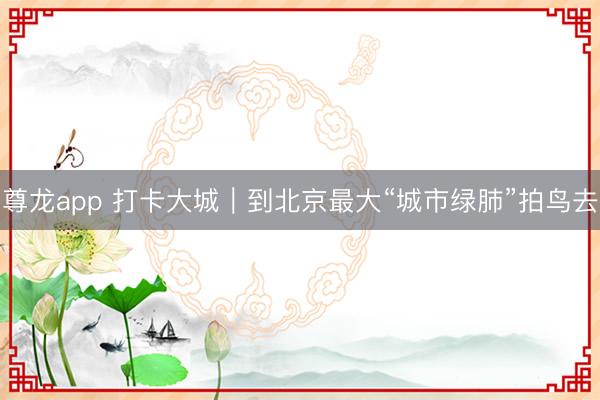 尊龙app 打卡大城｜到北京最大“城市绿肺”拍鸟去