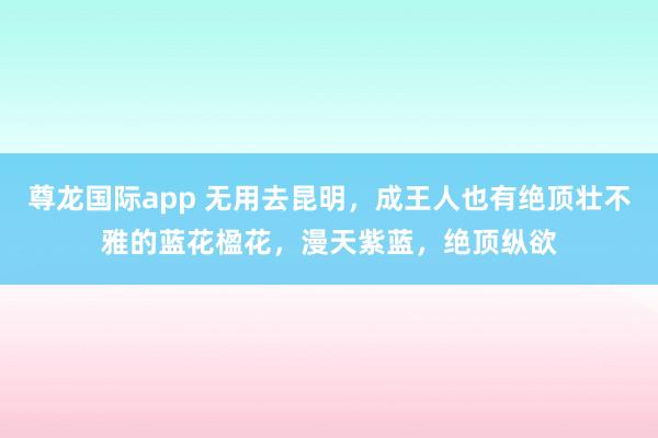 尊龙国际app 无用去昆明,成王人也有绝顶壮不雅的蓝花楹花,漫天紫蓝,绝顶纵欲